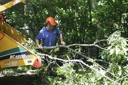tree services Reed City